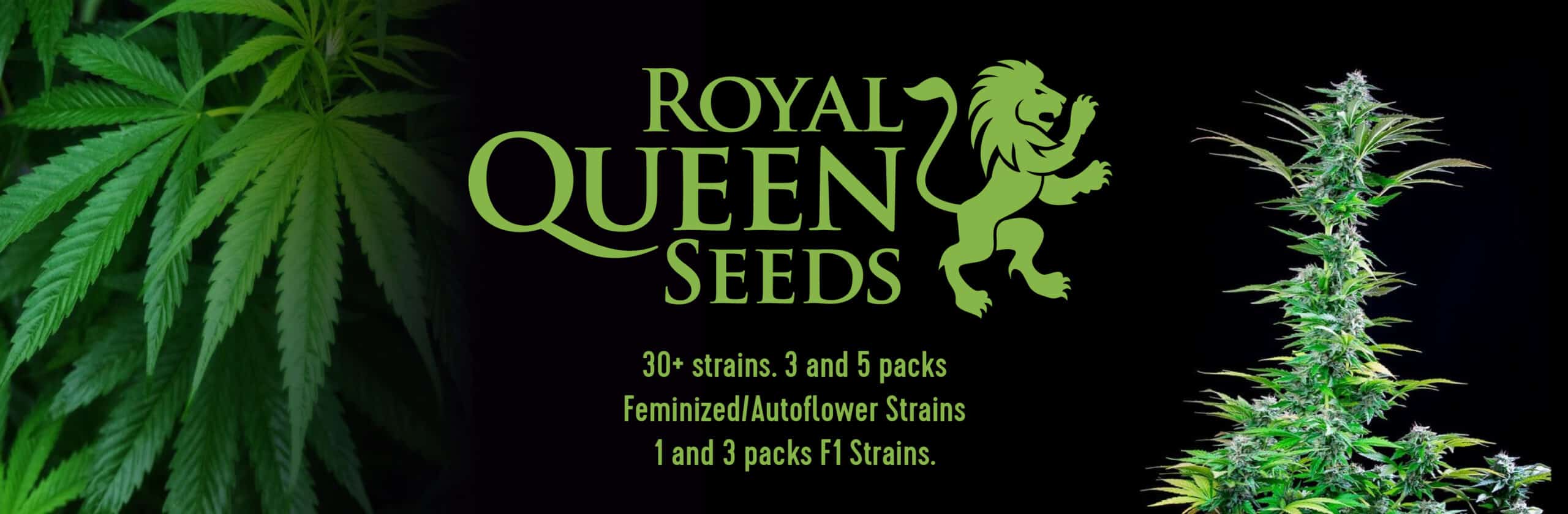 Epic Wholesale - Royal Queen Seeds