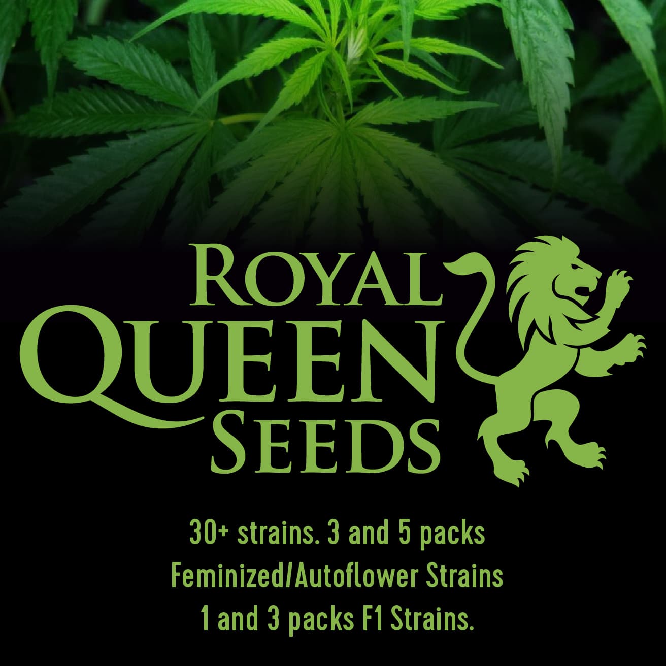 Epic Wholesale - Royal Queen Seeds